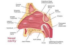 nasal cavity anatomy