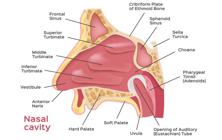 nasal cavity anatomy