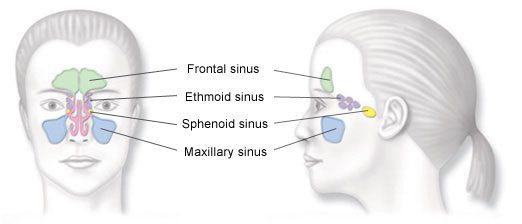 sinusitis anatomy